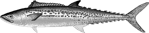 Japanese Spanish mackerel  Scomberomorus niphonius