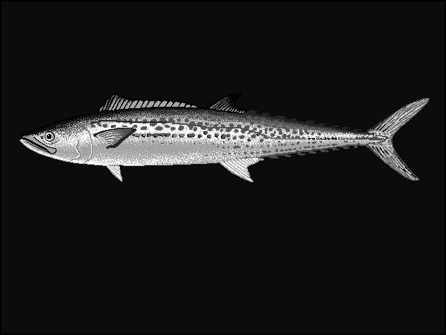 Japanese Spanish mackerel  Scomberomorus niphonius blueBG