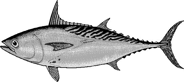 Kawakawa mackerel tuna  Euthynnus affinis