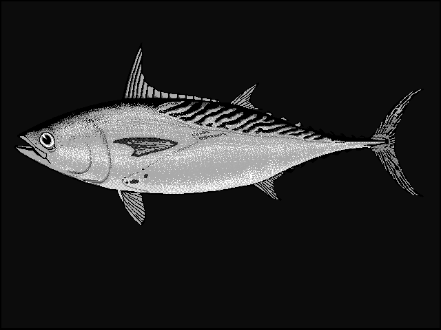 Kawakawa mackerel tuna  Euthynnus affinis blueBG