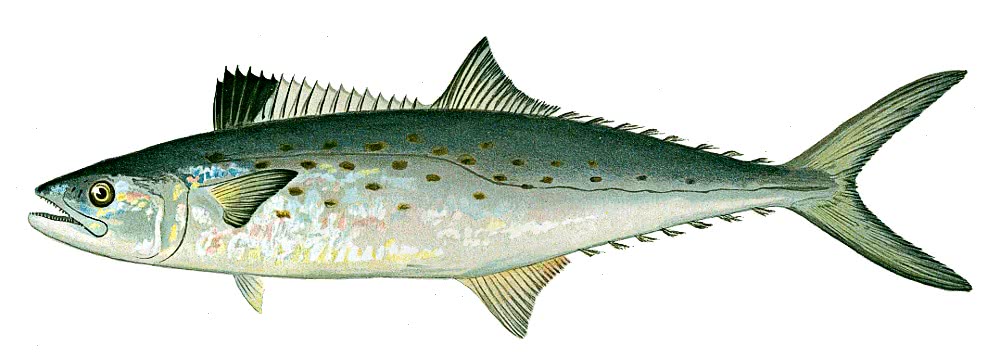 Spanish mackerel  Scomberomorus maculatus