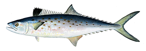 Spanish mackerel clipart