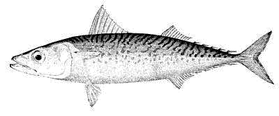 chub mackerel