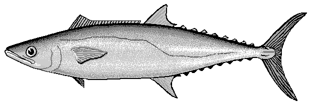 mackerel clip art