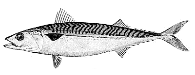 mackerel lineart