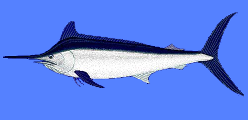 Black Marlin  Makaira indica  blueBG