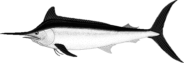 Black marlin  Makaira indica