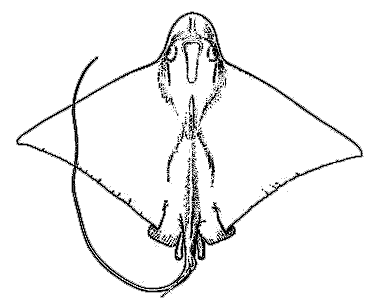 bullnose ray