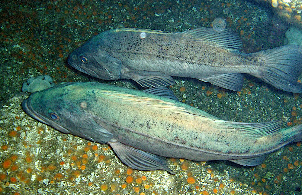 Bocaccio Rockfish  Sebastes paucispinis