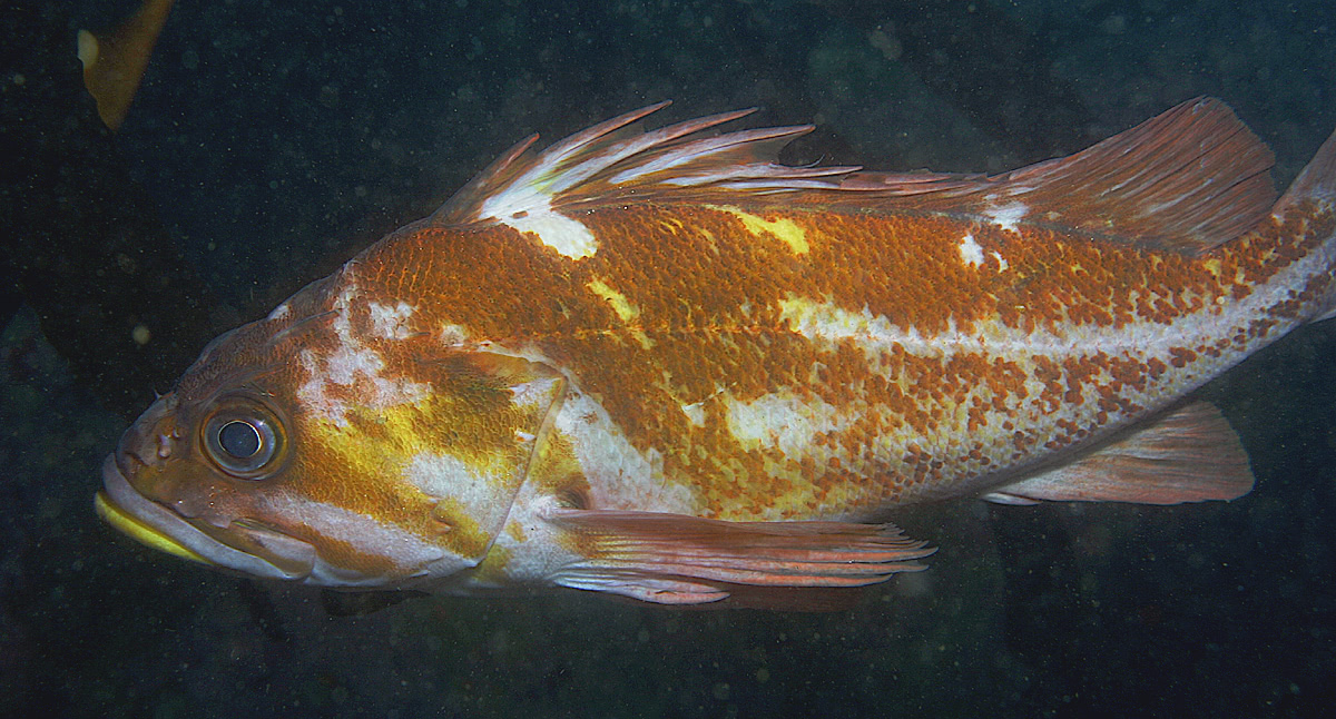 Copper Rockfish  Sebastes caurinus