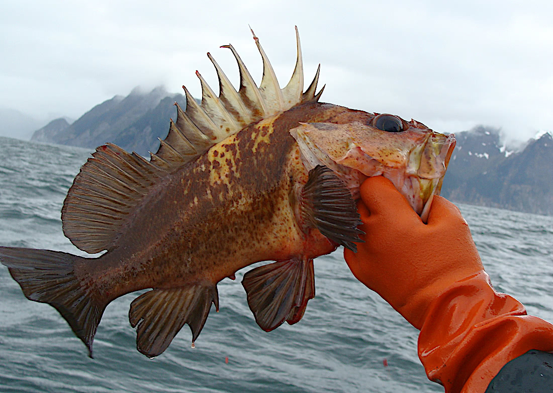 Quillback Rockfish  Alaska
