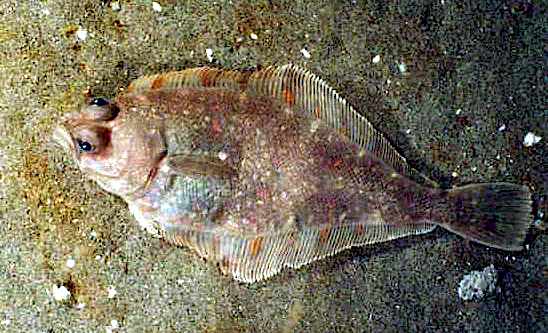 Pacific Sanddab  Citharichthys sordidus