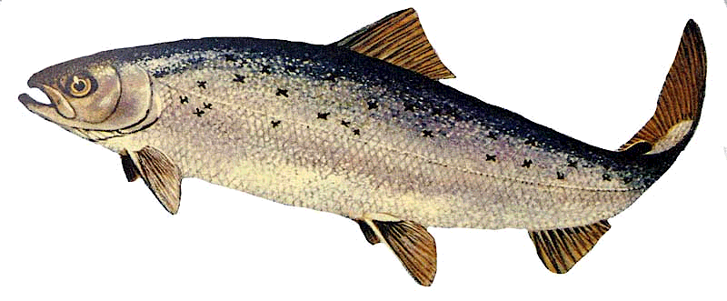 Atlantic salmon  Salmo salar
