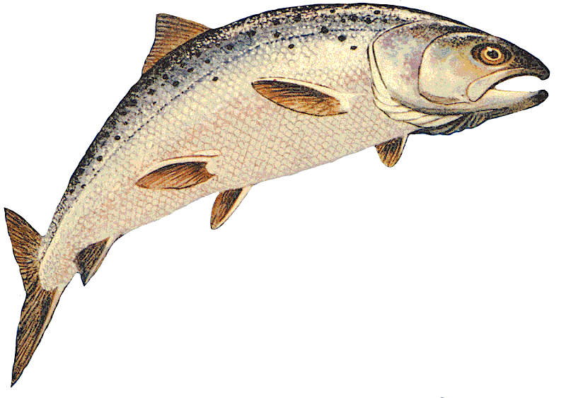 Coho salmon 2