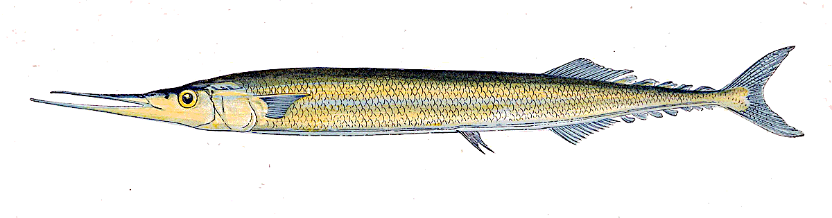 Atlantic saury  Scomberesox saurus