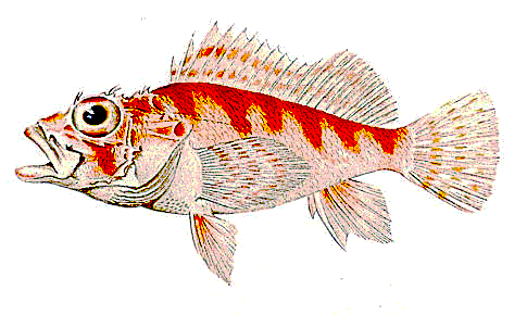Spinythroat scorpionfish  Pontinus nematophthalmus