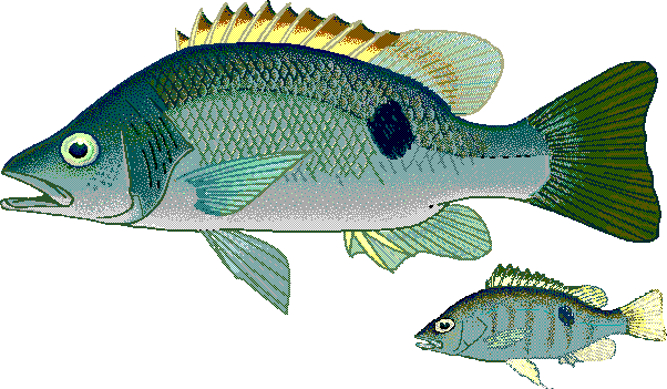 Freshwater snapper  Lutjanus fuscescens