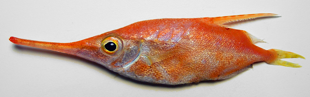 Slender snipefish  Macroramphosus gracilis