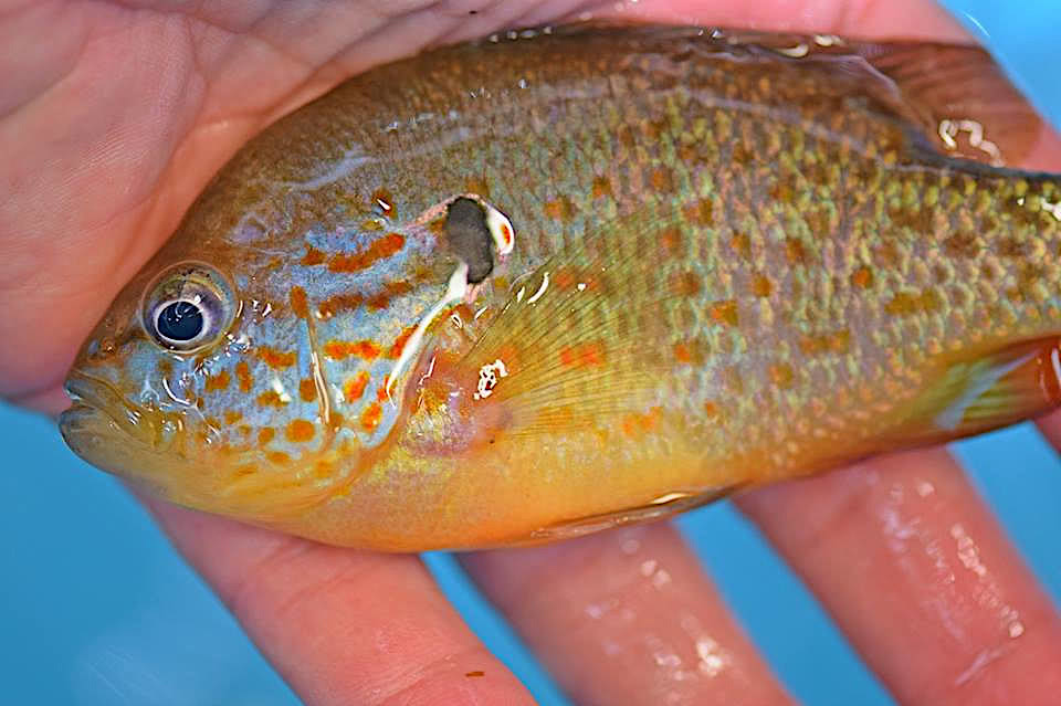 Orange-spotted Sunfish photo
