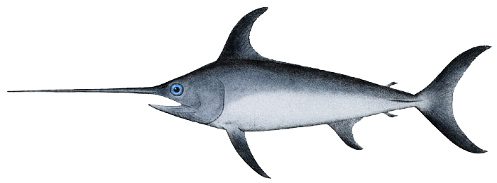 Swordfish-Xiphias gladius