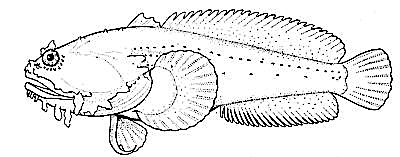Oyster toadfish  Opsanus tau