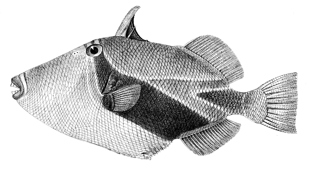 Reef triggerfish BW