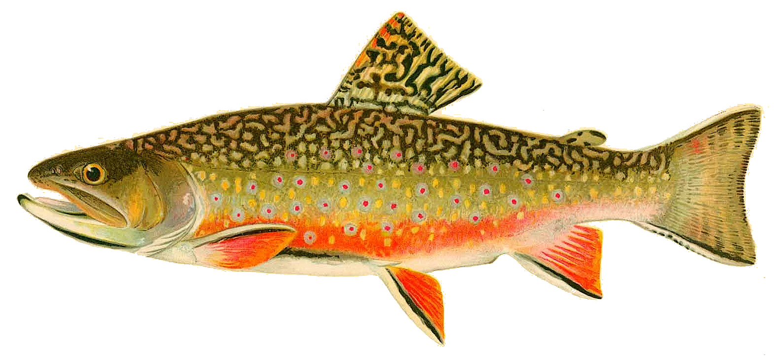 Brook Trout 1896