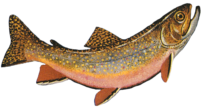 Brook trout 2