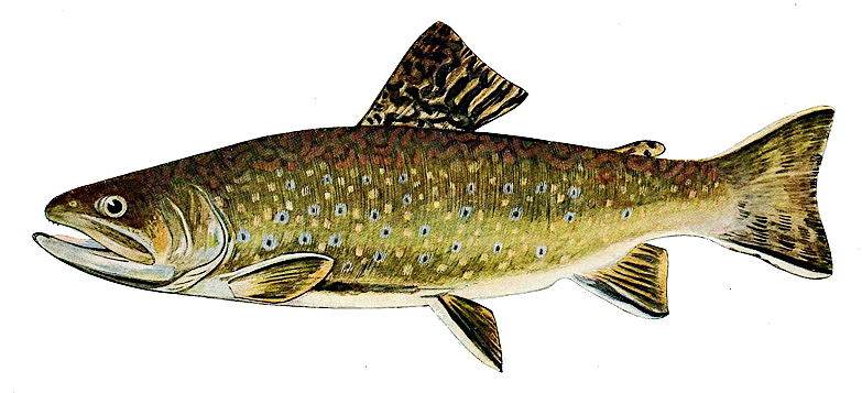 Brook trout clip