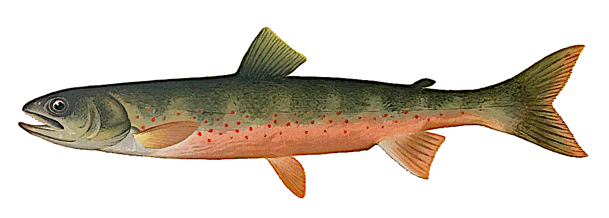 Canadian Red Trout female