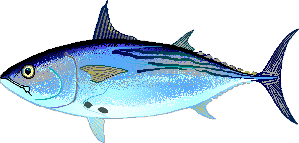 Black Skipjack tuna  Euthynnus lineatus
