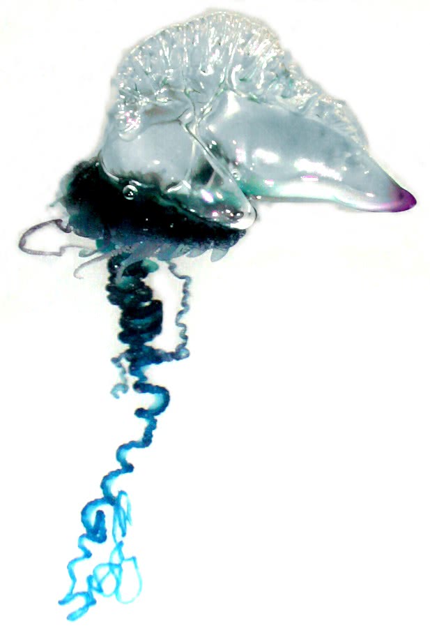 Portugese Man-O-War jellyfish