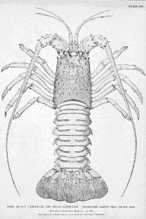lobster 6