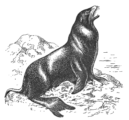 California sea lion  Zalophus californianus
