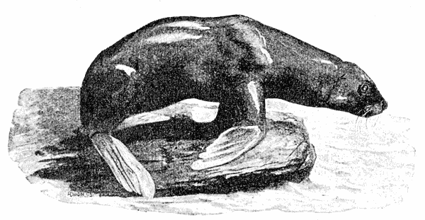 Patagonian Sea-Lion  Otaria jubata