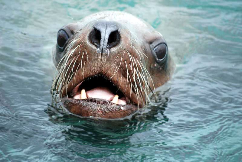 Sea lion face