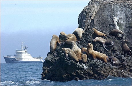 Steller Sea lions