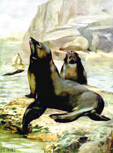 californian sea lion 2