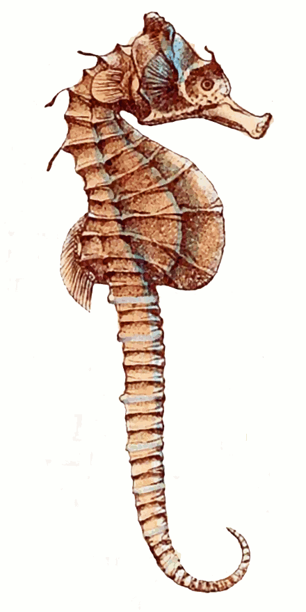 Knobby Seahorse  Hippocampus breviceps