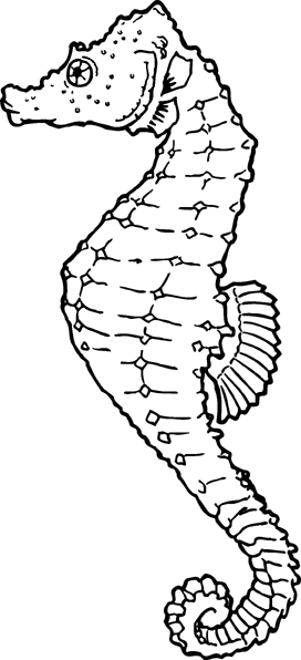 seahorse 3
