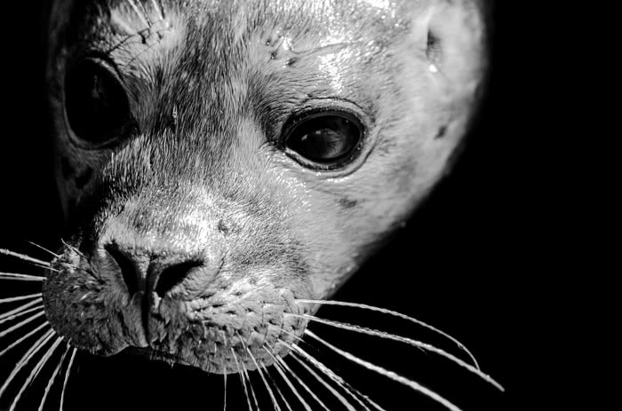 Grey seal closeup
