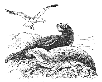 grey seal  Halichoerus grypus