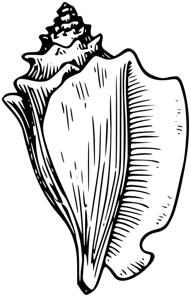 conch shell lineart
