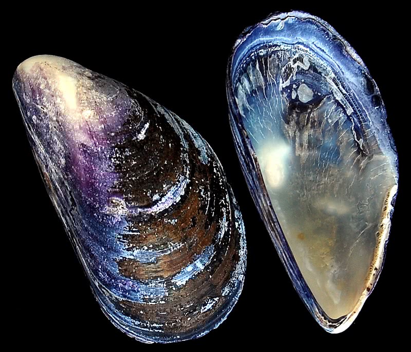 Blue mussel  Mytilus edulis shell