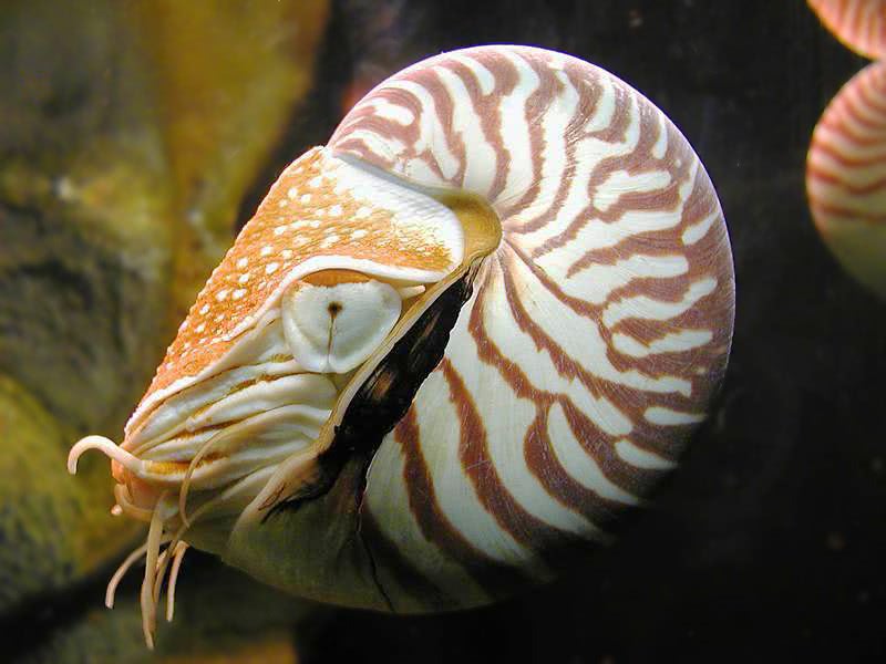 Nautilus picture