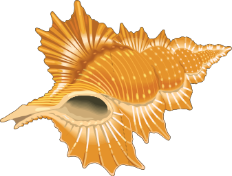 seashell 03