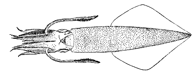 longfin squid BW