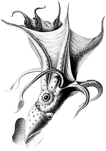 Octopus  Histioteuthis bonellii