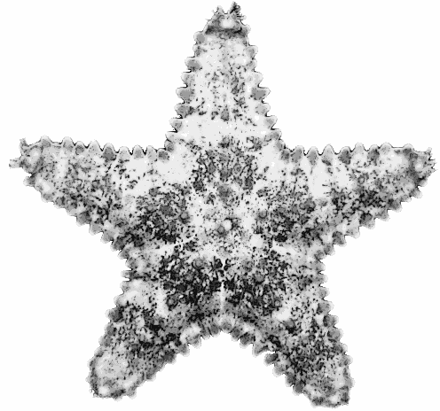 Clip Art Starfish. starfish full