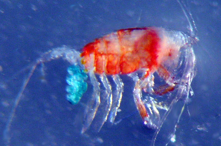 Copepod with blue eggs